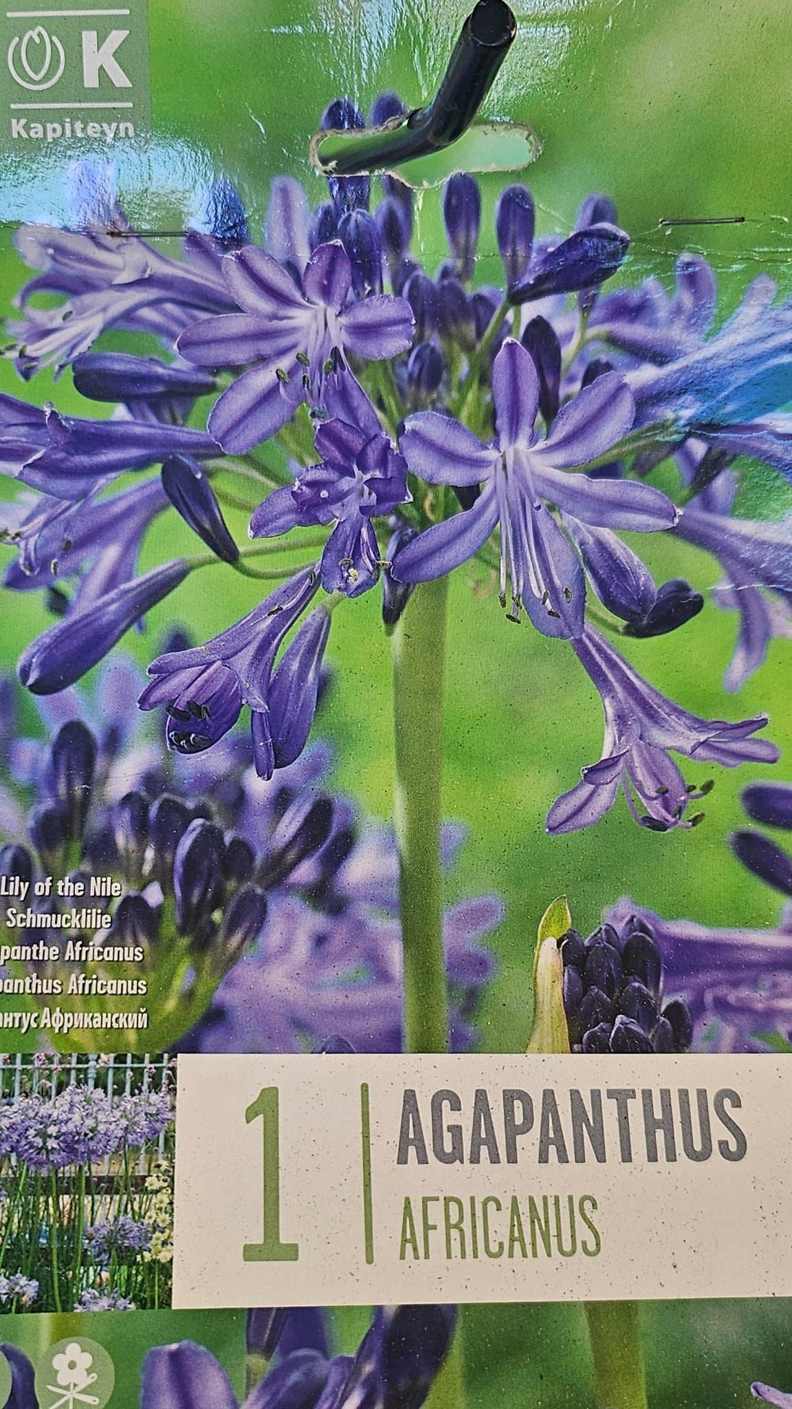 Un paquete de flores moradas llamadas agapanthus africanus