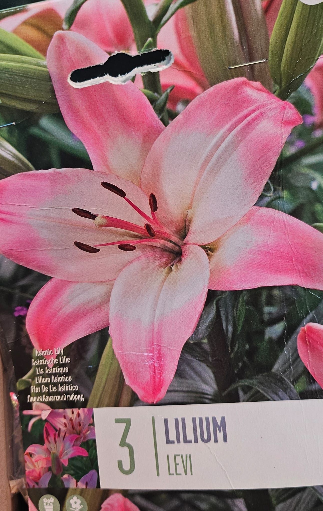 Un lirio rosa con el número 3 en él