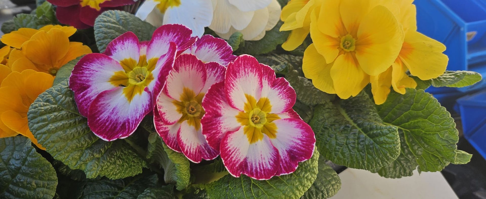 Un ramo de flores de diferentes colores está sobre una mesa.