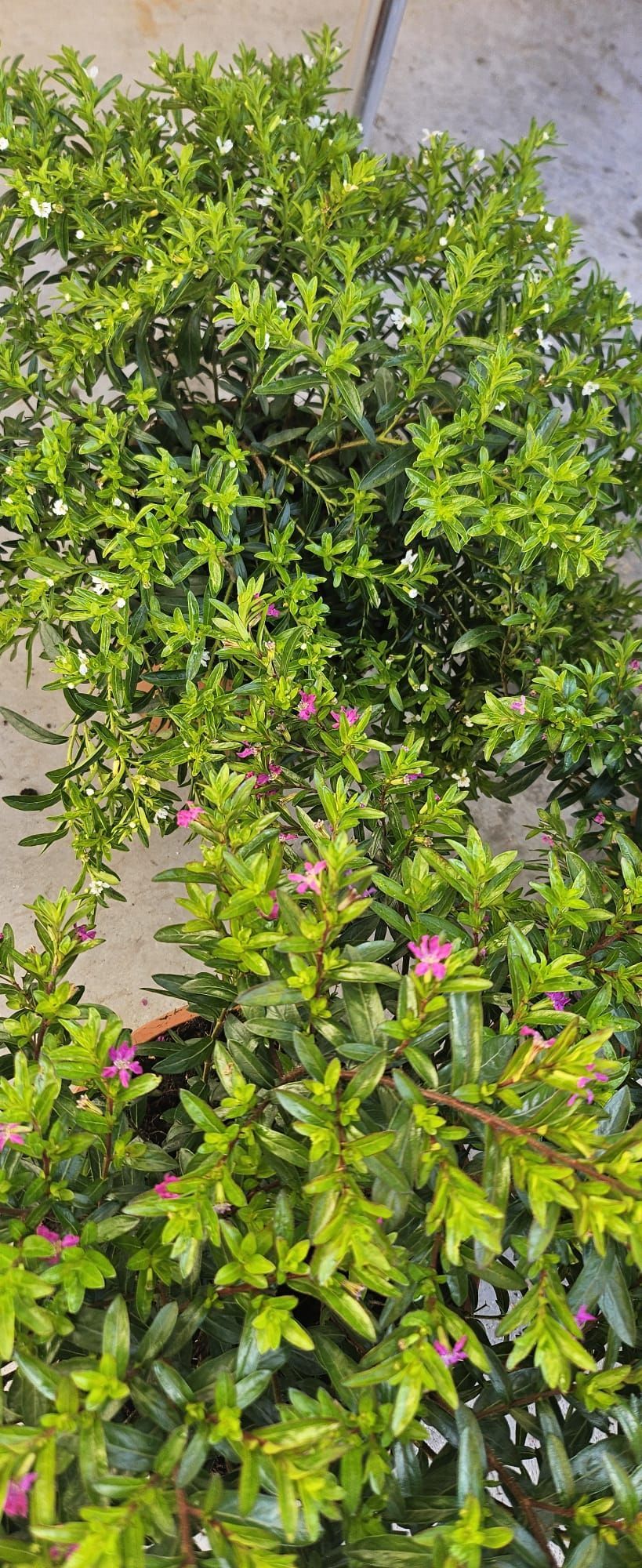 Un primer plano de un arbusto con flores rosas y hojas verdes.
