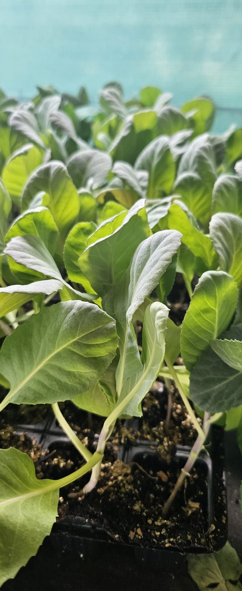 Un primer plano de una bandeja de plantas que crecen en un invernadero.