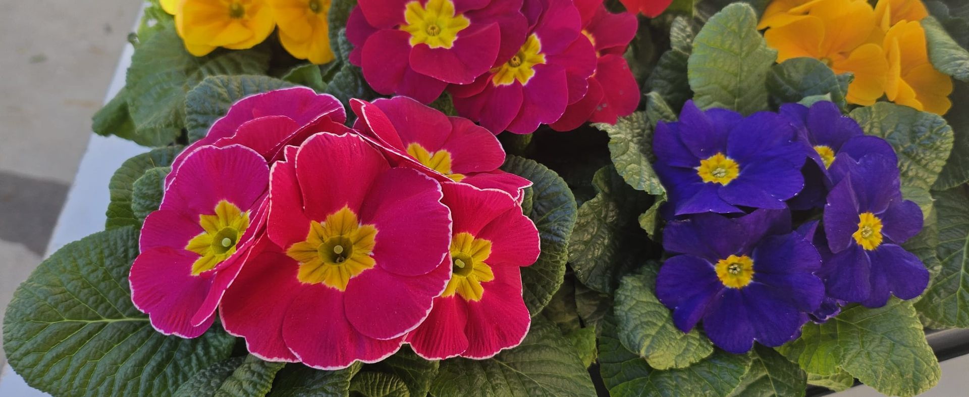 Un ramo de flores de diferentes colores está sobre una mesa.