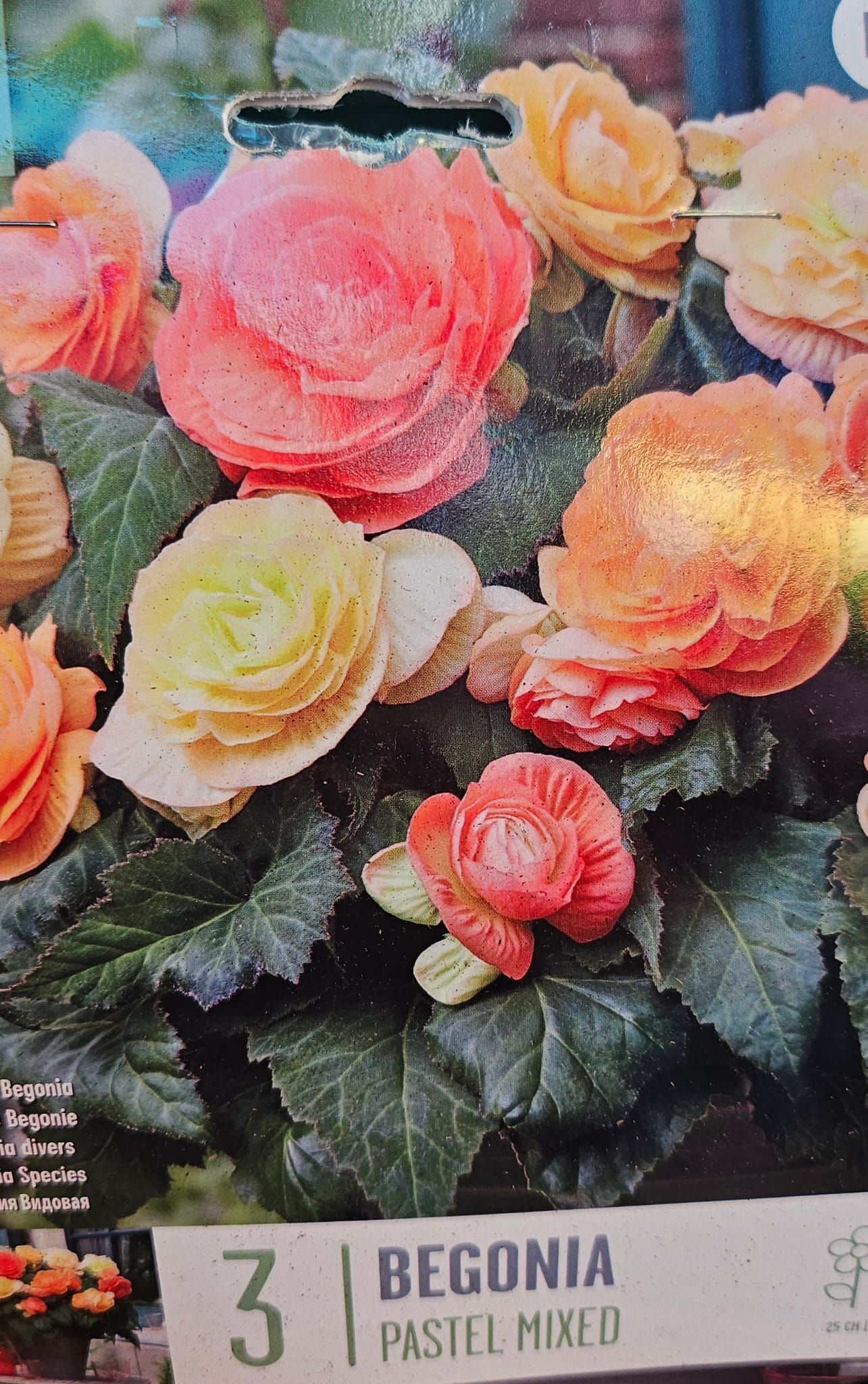 Una caja de begonia con flores mixtas en tonos pastel.