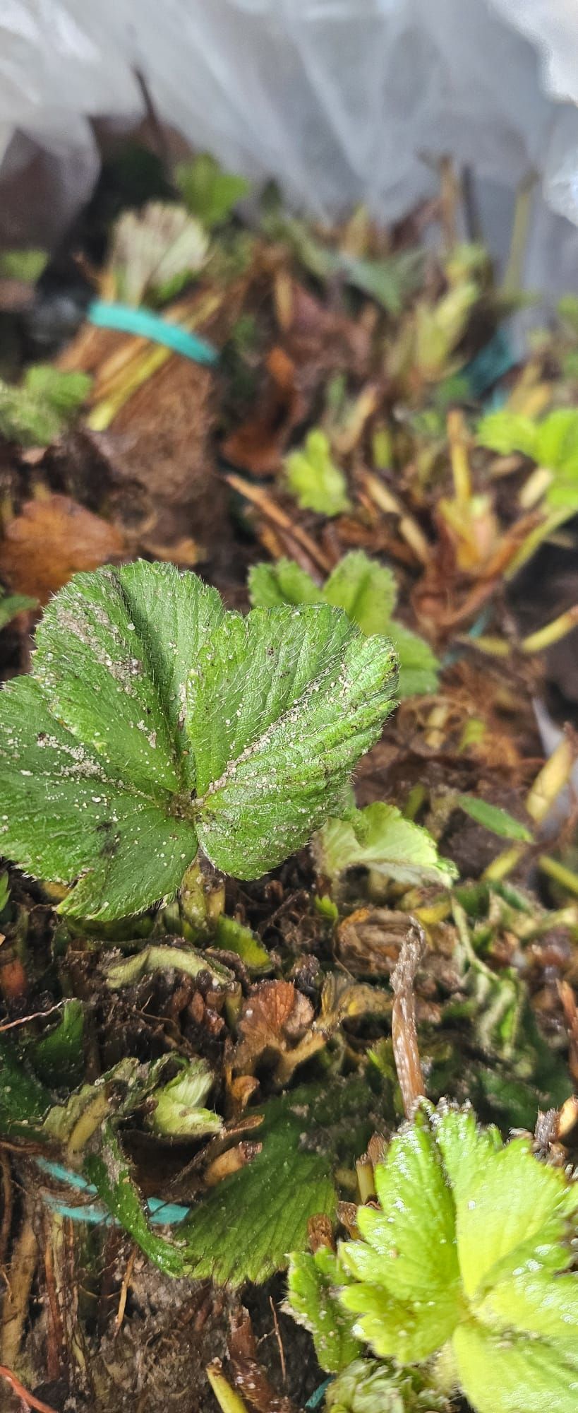 Un primer plano de una hoja verde encima de una pila de hojas.