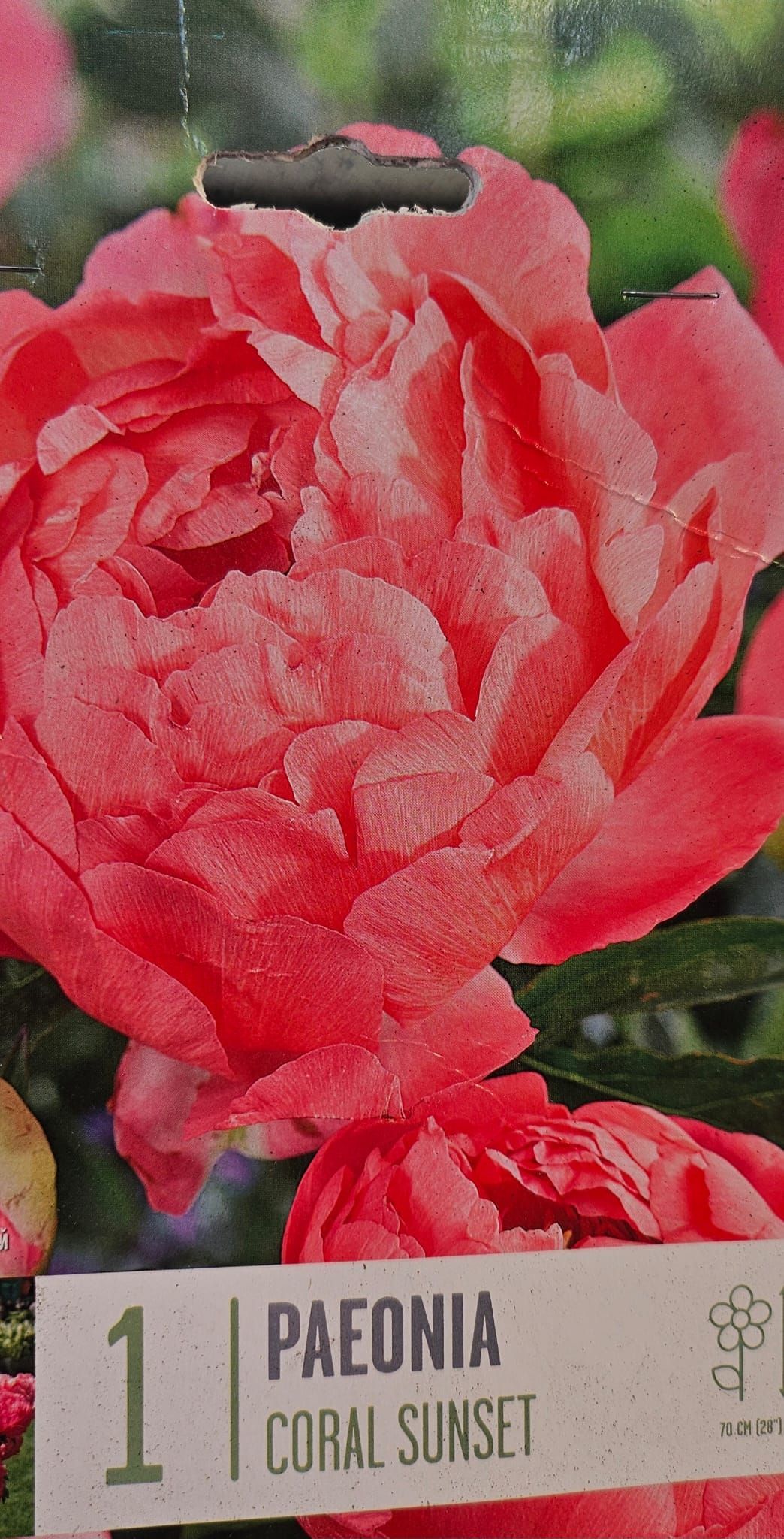 Un primer plano de una flor rosa con una etiqueta que dice paeonia coral sunset