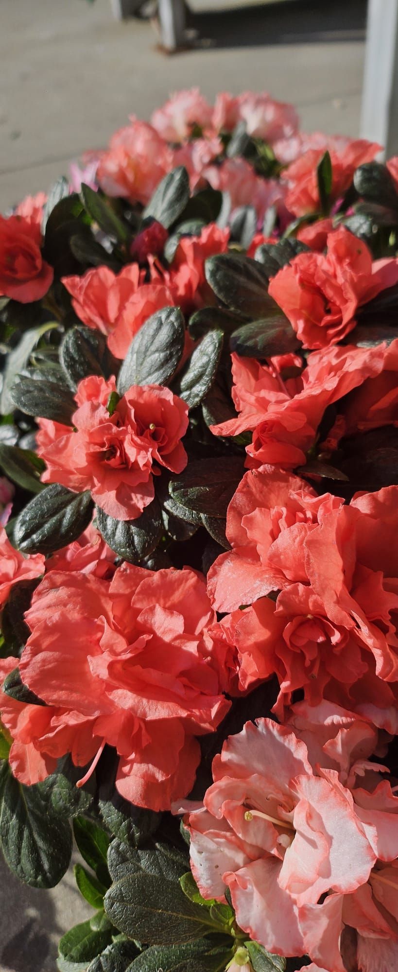 Un primer plano de un ramo de flores rosas con hojas verdes.