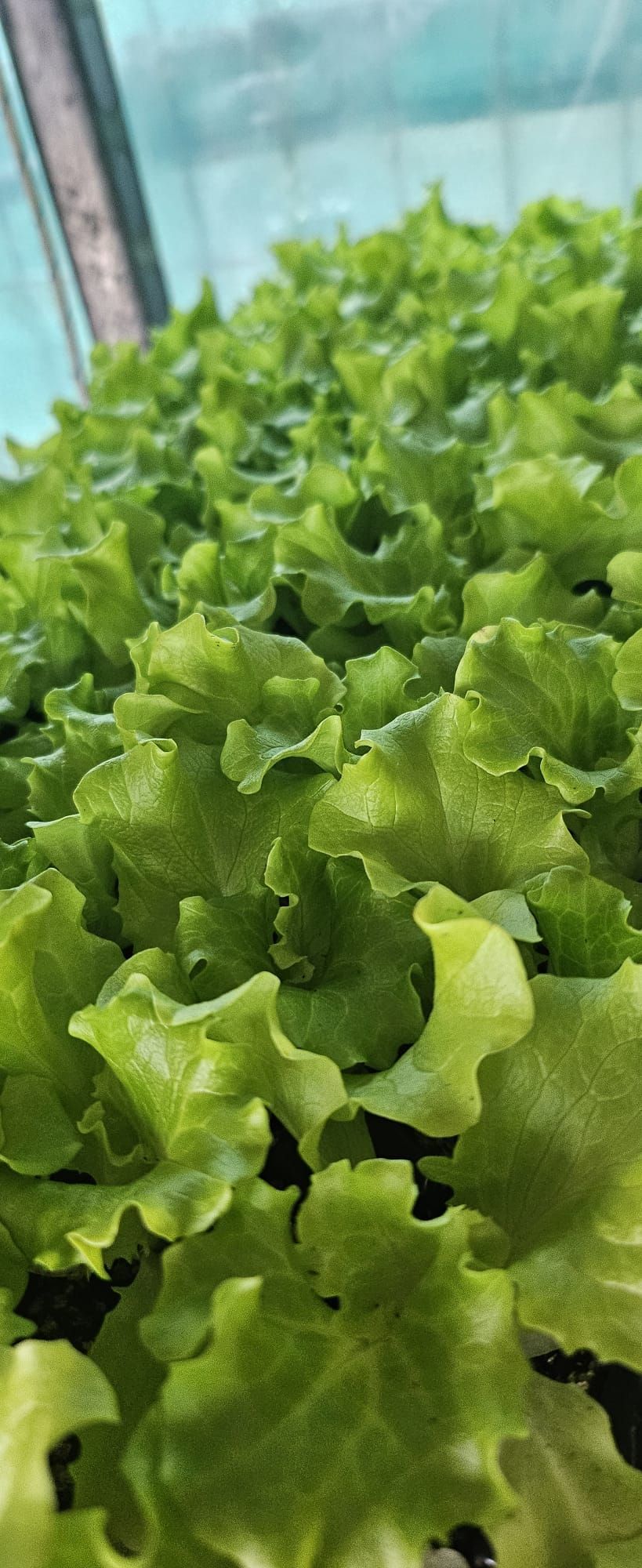 Un montón de plantas de lechuga creciendo en un invernadero.