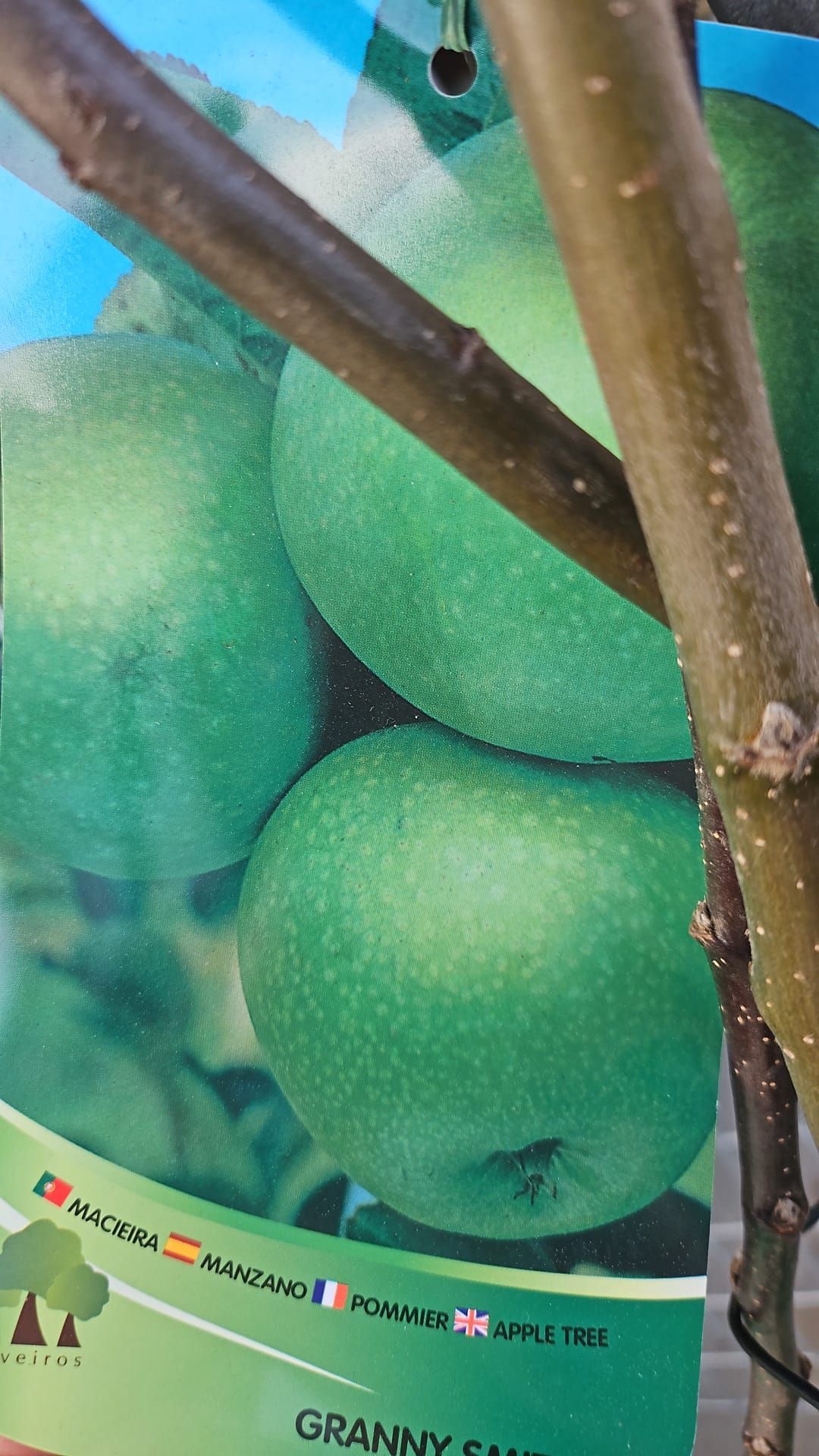 Un primer plano de un paquete de manzanas verdes en la rama de un árbol.