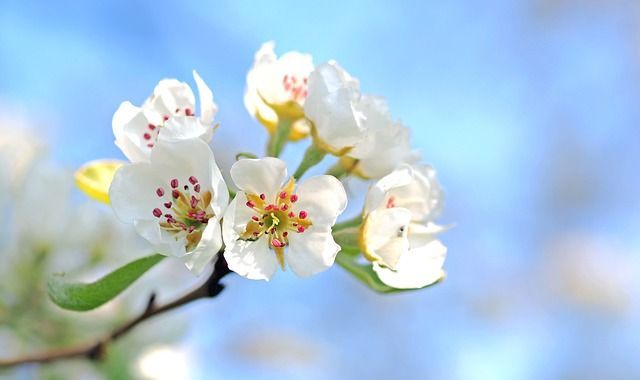 Un primer plano de un ramo de flores blancas en la rama de un árbol contra un cielo azul.