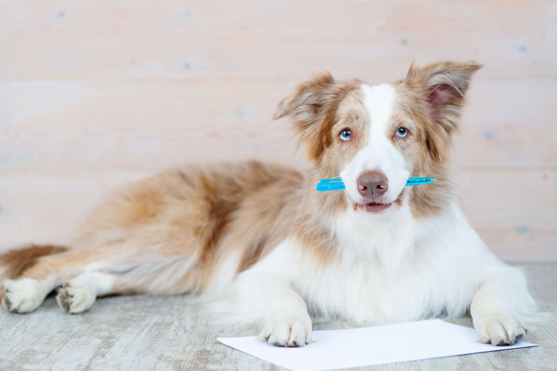 Abnahme der Sachkundeprüfung für Hundehalter
