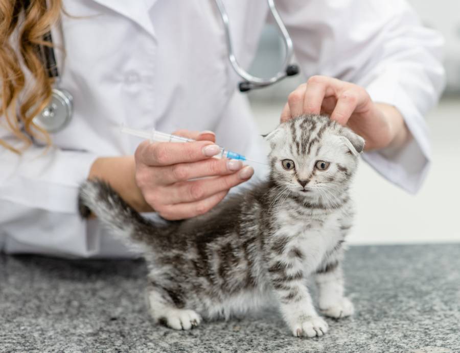 Impfung Kitten