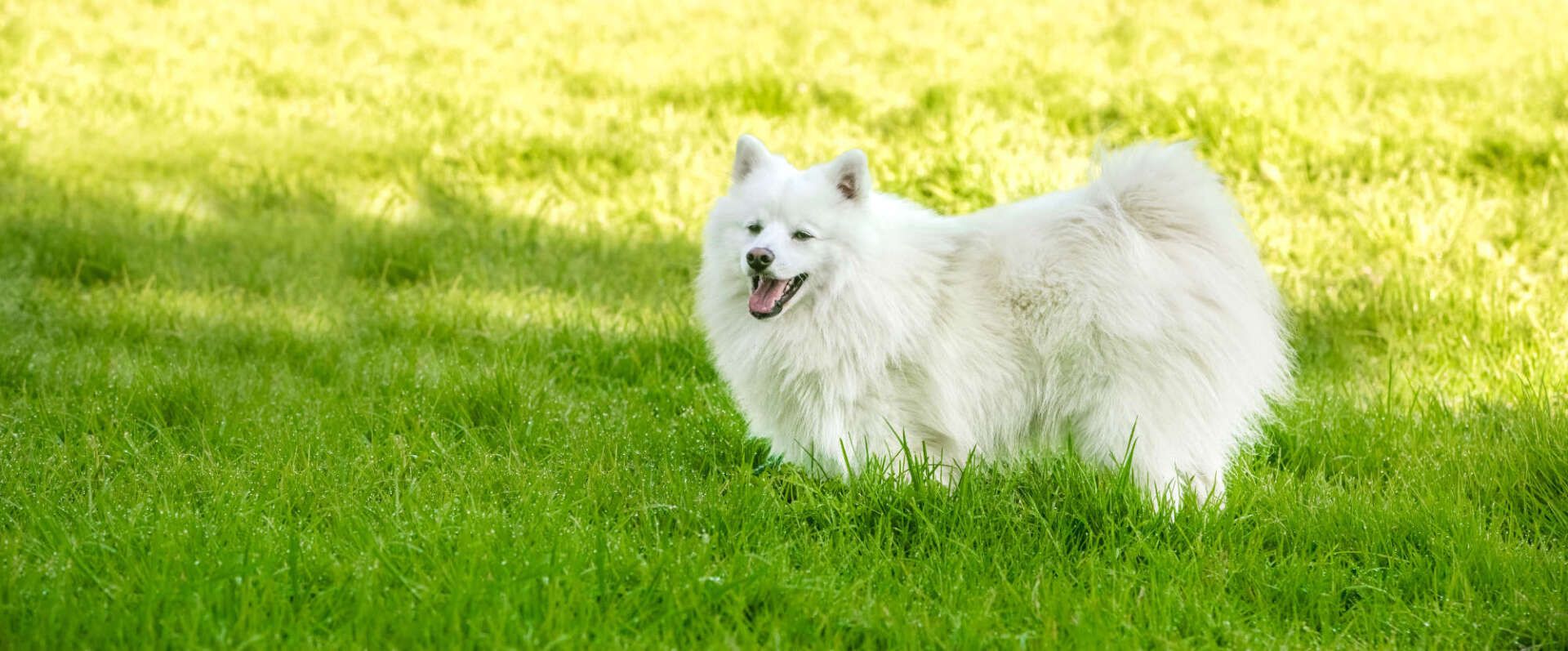 Hundekeks