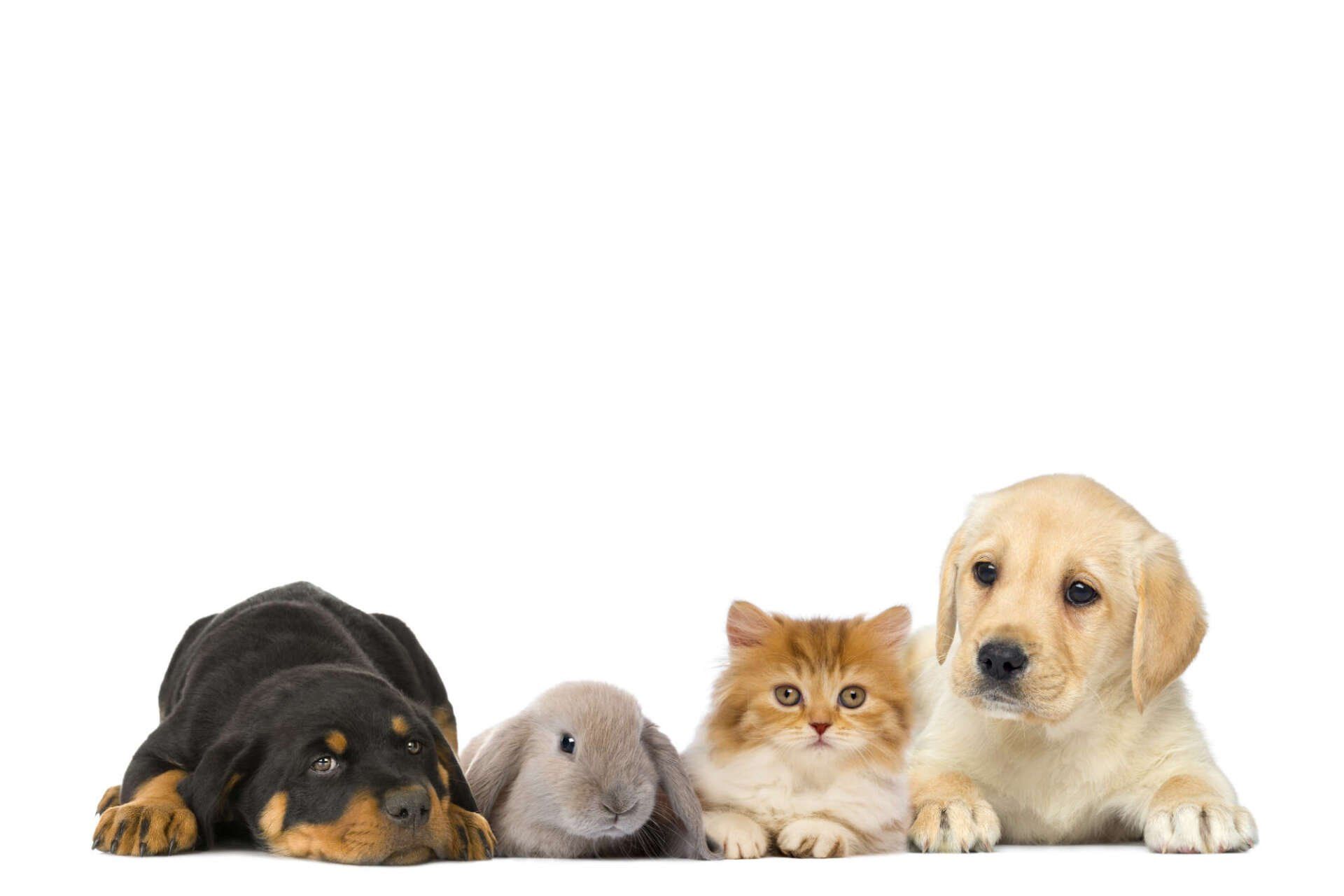 Impfungen und Mikrochip-Kennzeichnung