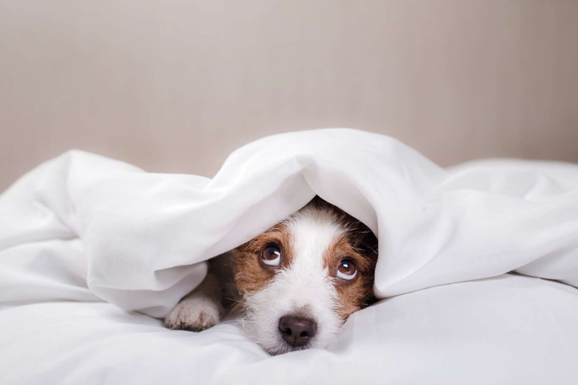 Hund im Bett