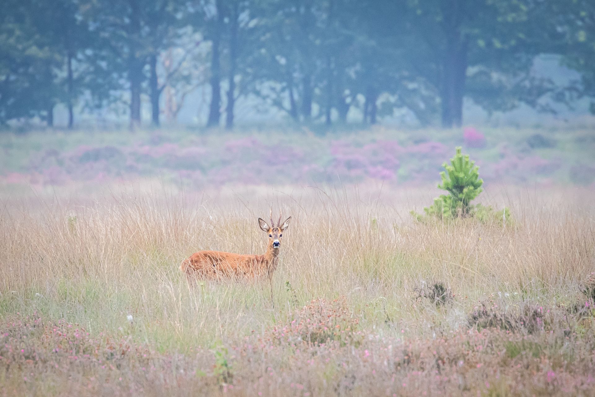 Landgoed Den Treek Henschoten