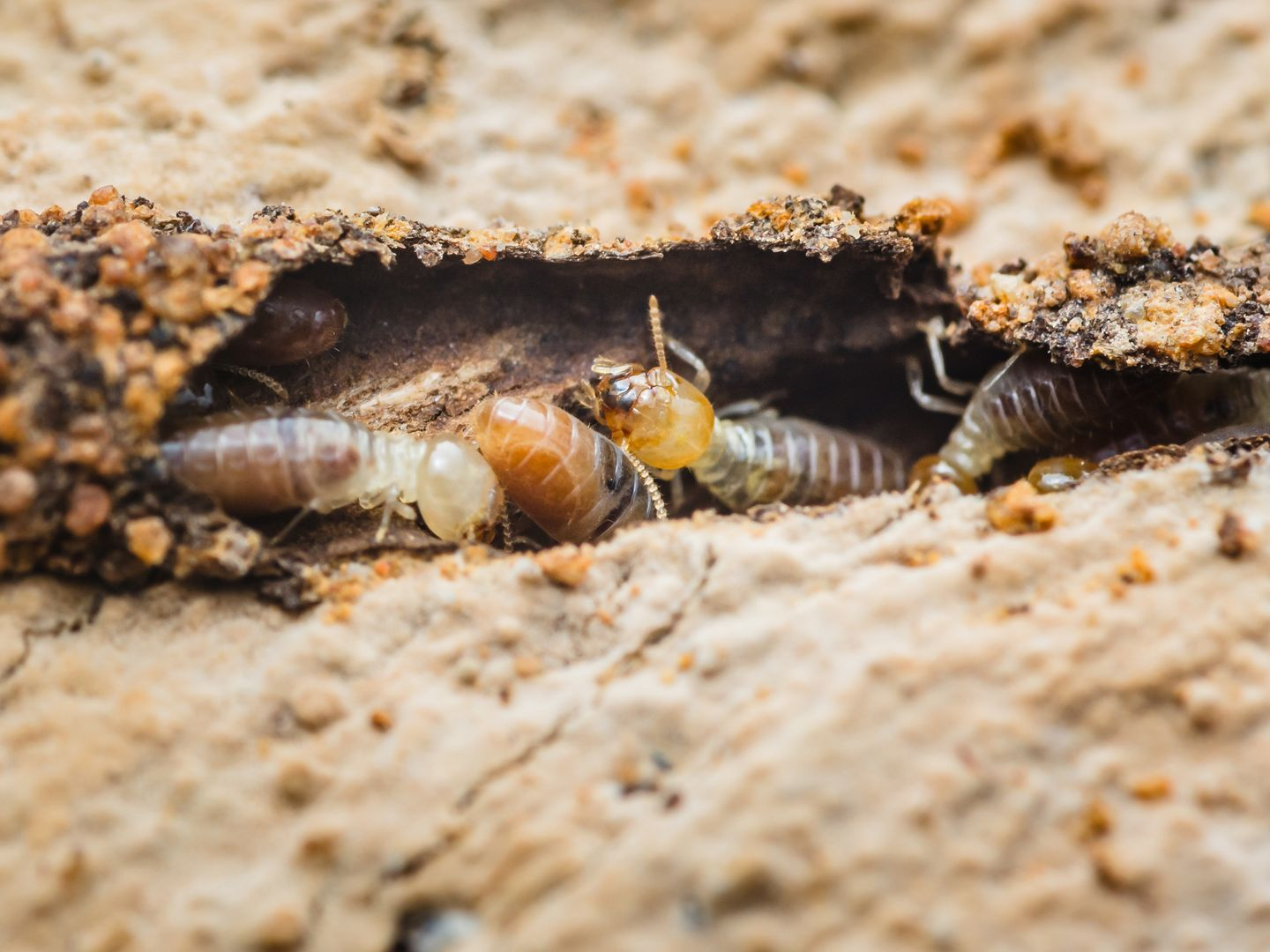 Termites qui mangent le bois.