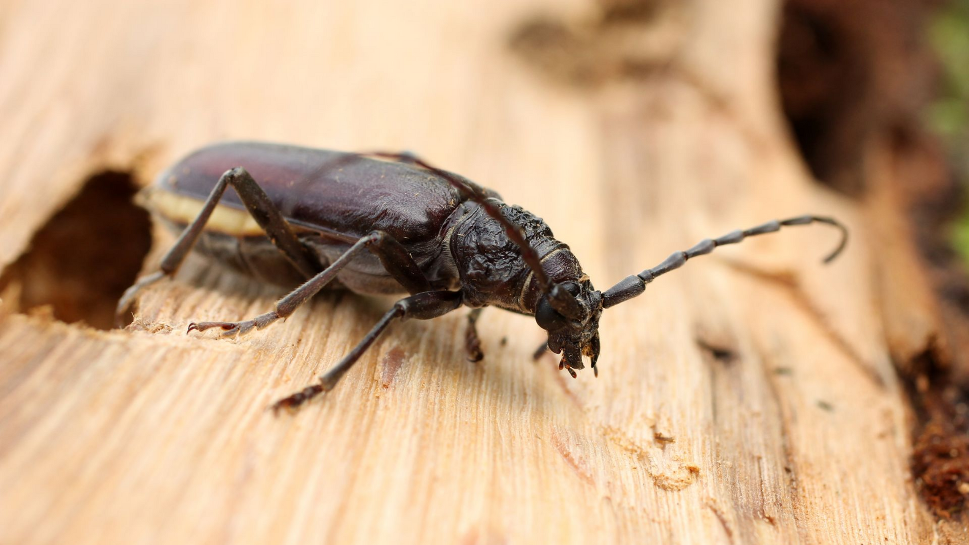 Insecte qui mange du bois.