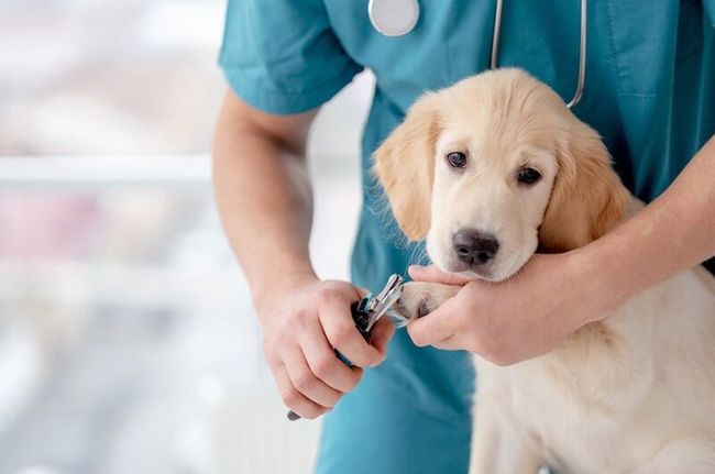 Veterinário aparando as unhas de um filhote de golden retriever com um cortador de unhas em ambiente clínico.