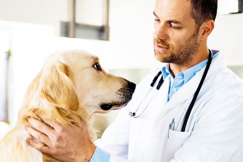 Veterinário de jaleco branco examina um cão golden retriever; estetoscópio, ambiente bem iluminado.