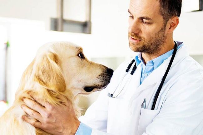 Veterinário de jaleco branco examina um cão golden retriever; estetoscópio, ambiente bem iluminado.