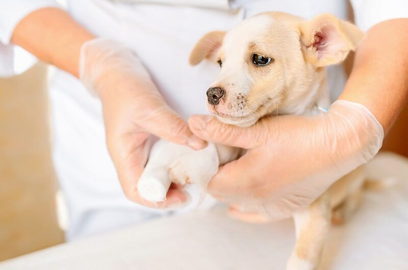 Veterinário examinando a pata enfaixada de um filhote de cachorro pequeno, de cor bege e branca, usando luvas.