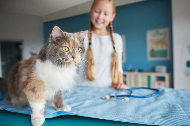 Gata tricolor em cima da mesa de exame, menina sorrindo por perto. Estetoscópio azul sobre a mesa, parede azul.