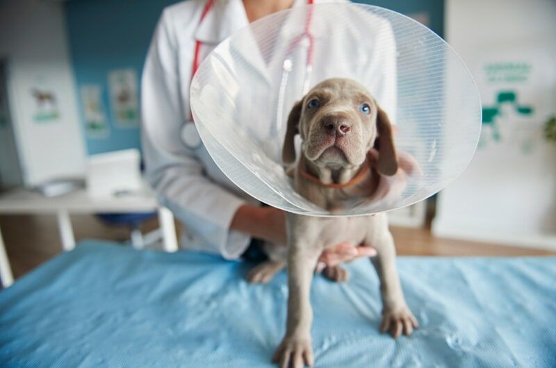 Filhote de cachorro com colar elizabetano no colo de um veterinário em uma sala de exames.