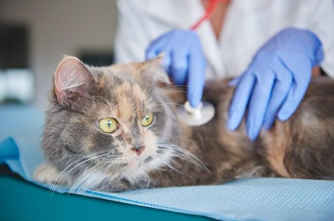 Gato sendo examinado com um estetoscópio em uma clínica veterinária. O gato tem pelagem multicolorida e usa luvas azuis.