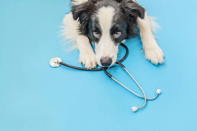 Border Collie com estetoscópio na boca, sobre um fundo azul.