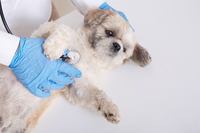 Veterinário com luvas azuis usando um estetoscópio em um cachorro pequeno e peludo sobre uma mesa de exame branca.