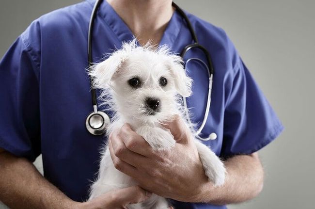 Veterinária de uniforme azul segura um pequeno cachorro branco; estetoscópio em volta do pescoço.
