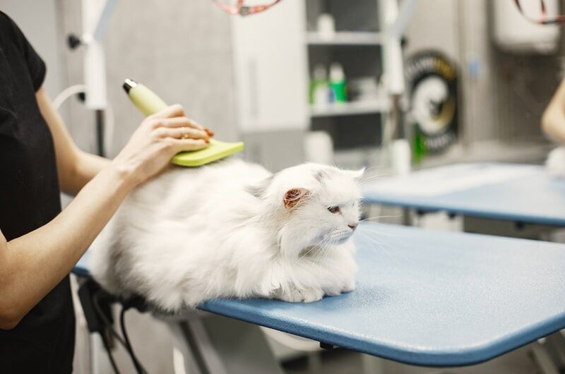 Pessoa escovando um gato branco e fofo em uma mesa azul em um salão de beleza para animais.