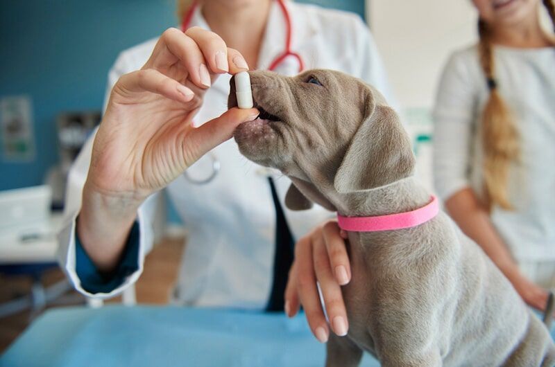 Veterinário administrando um comprimido a um filhote cinza com coleira rosa; uma criança observa em um ambiente médico.