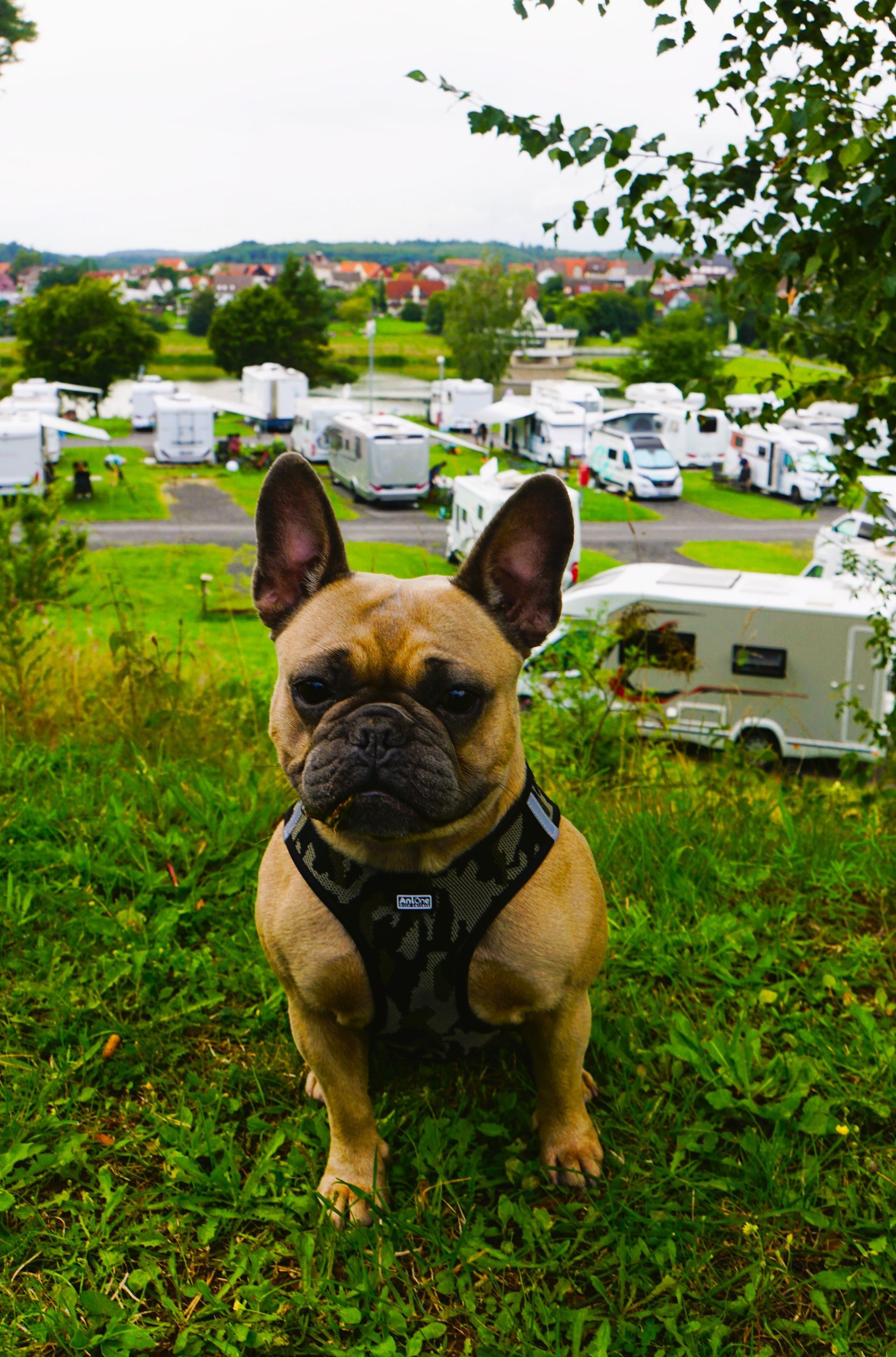 Ein Hund liegt im Sand am Strand.