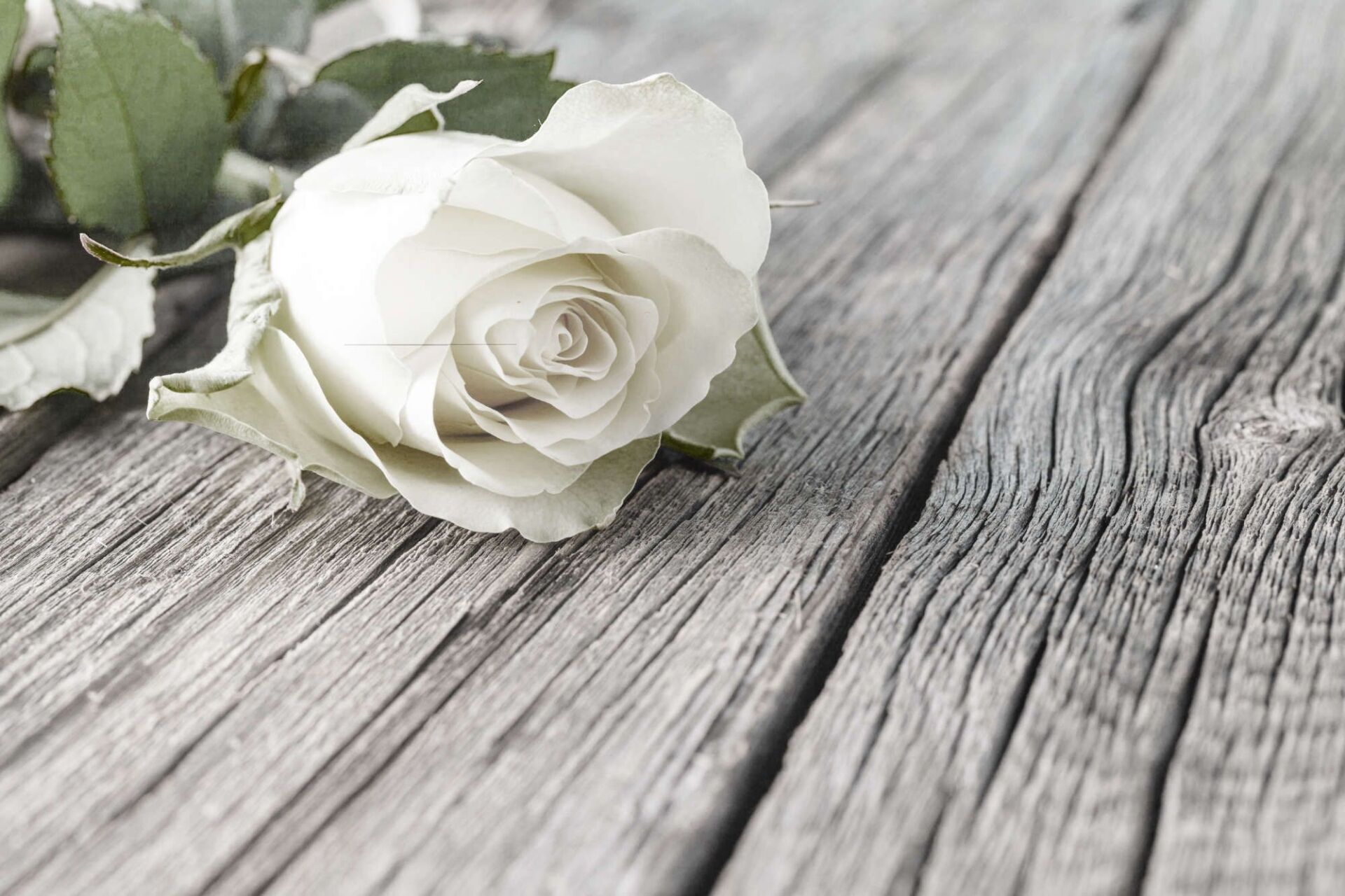 Weisse Rose auf einem Holztisch
