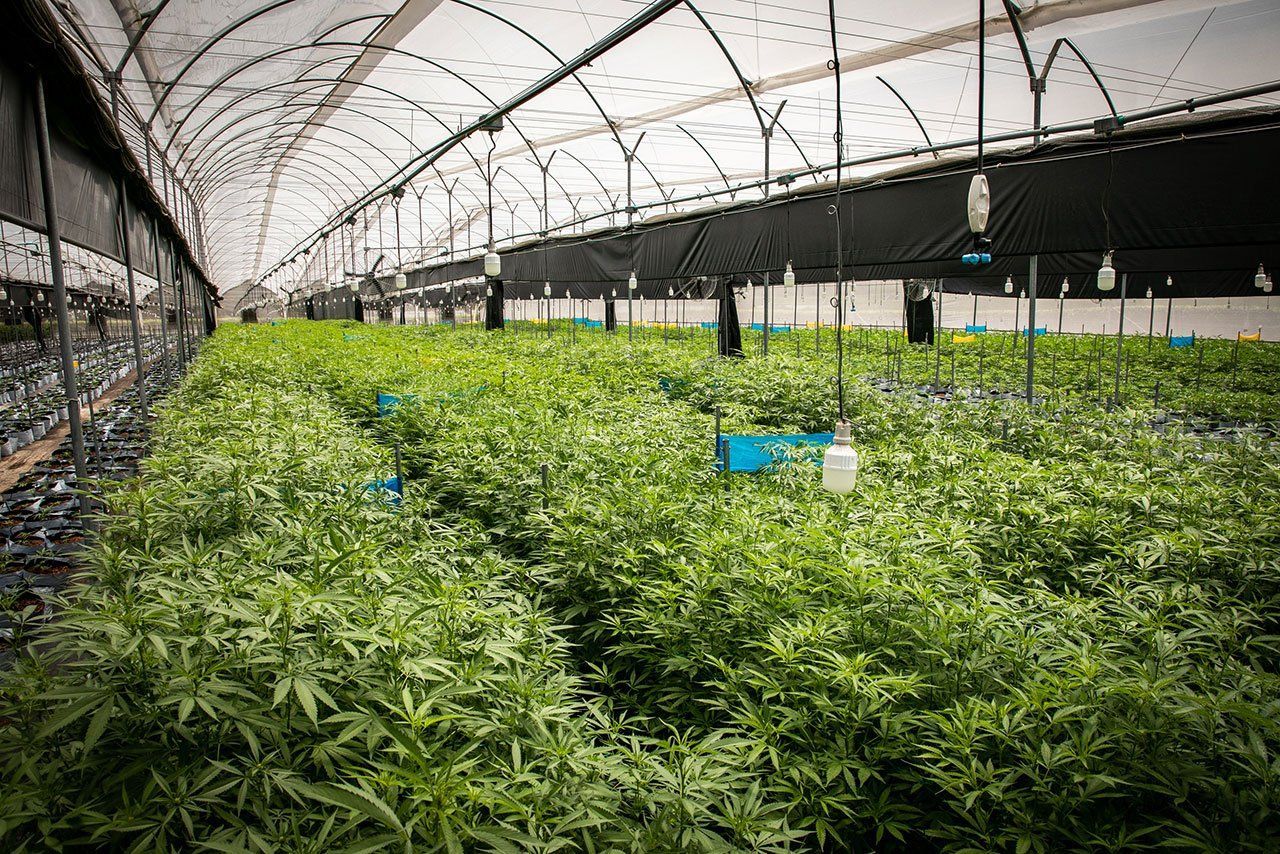 Plantas de cannabis de un verde exuberante crecen en hileras largas y ordenadas dentro de un invernadero industrial luminoso.