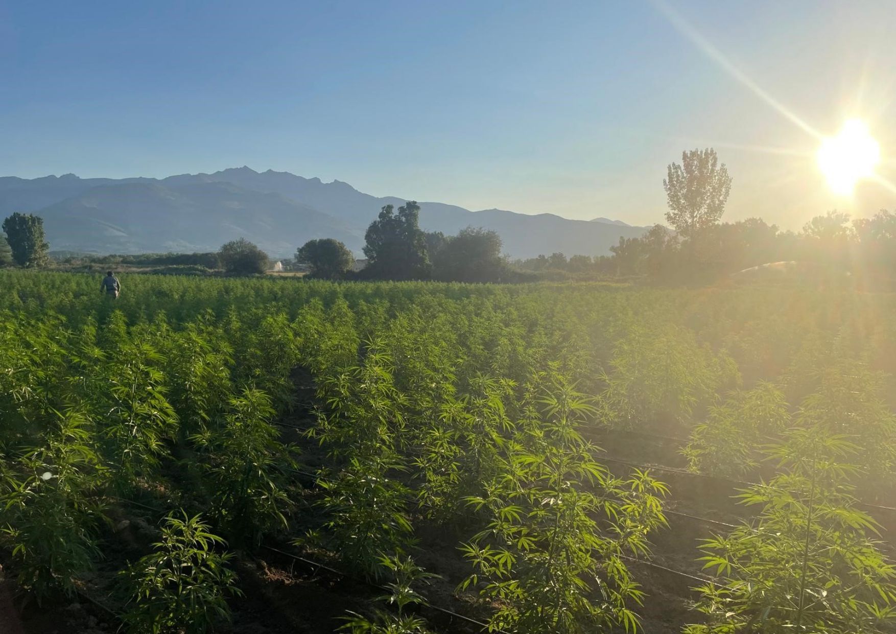 Un campo de cultivos verdes y frondosos se extiende hacia las montañas lejanas bajo un cielo brillante y soleado.