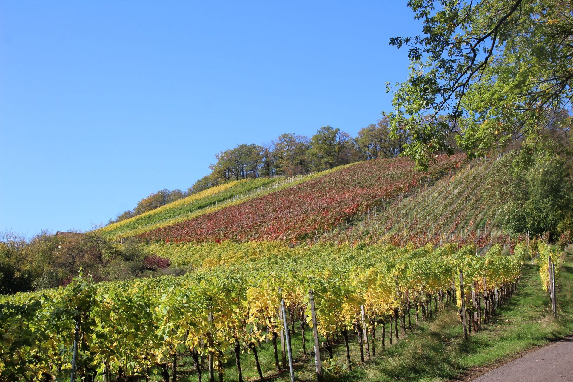 Zahntechnisches Fachlabor Reichel