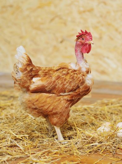 Cou Nu Roux non sexé