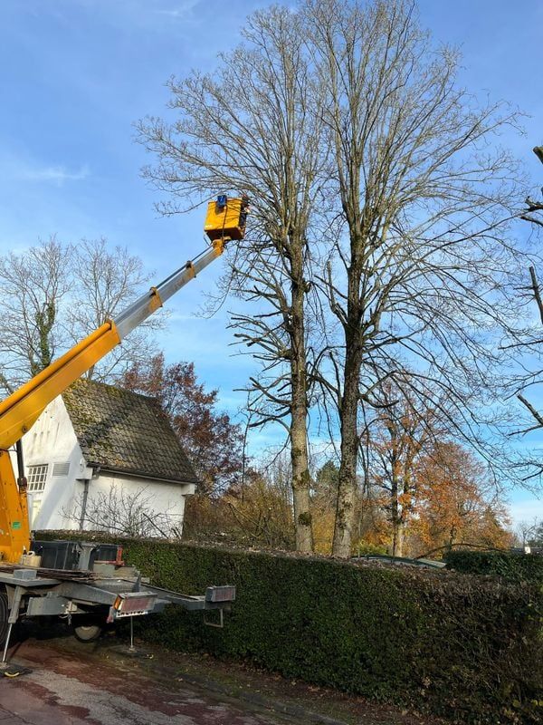 Un camion-nacelle jaune taille de grands arbres dénudés près d'un bâtiment blanc, sous un ciel bleu.