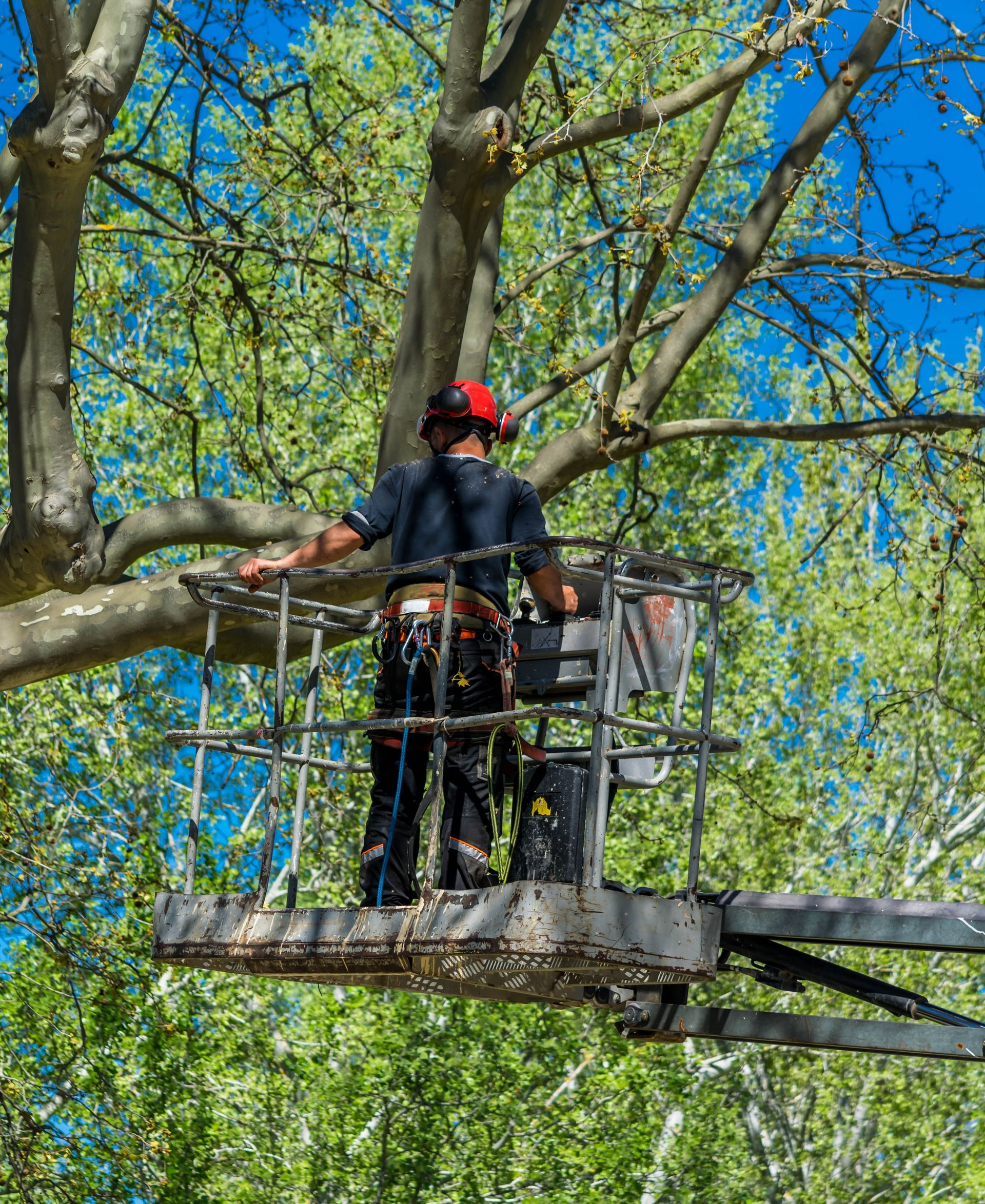 Un arboriste, perché dans une nacelle, taille les branches d'un arbre par une journée ensoleillée.