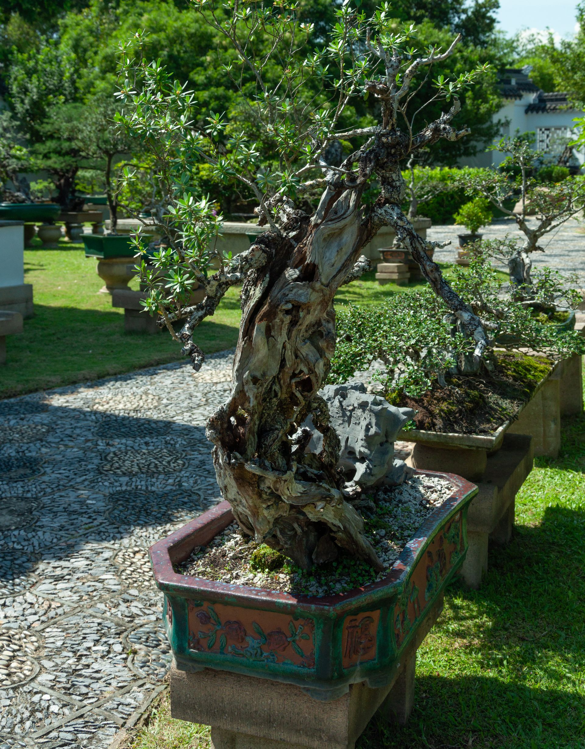 Bonsaï au tronc noueux dans un pot décoré, exposé à l'extérieur dans un jardin.