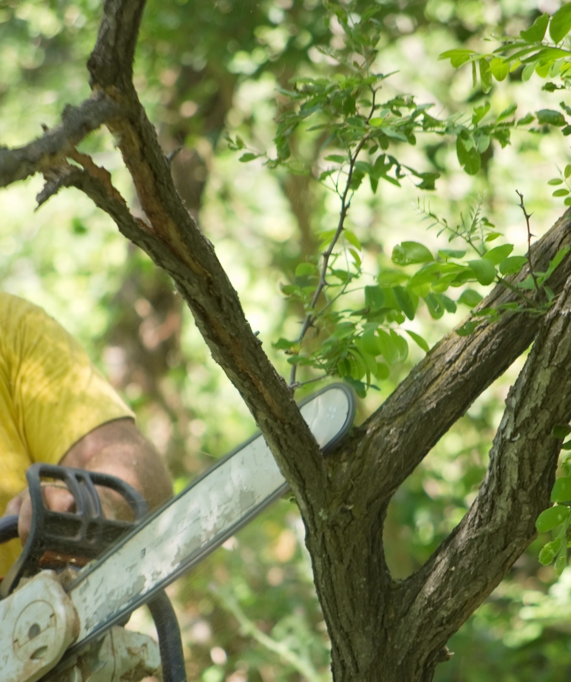 Une personne utilise une tronçonneuse pour couper une branche d'arbre en forêt.
