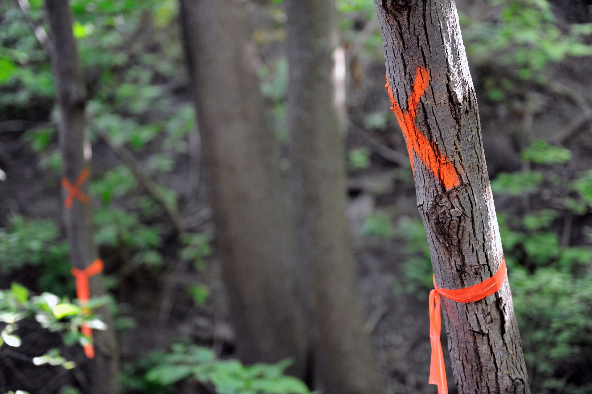 Vers la page Élagage.