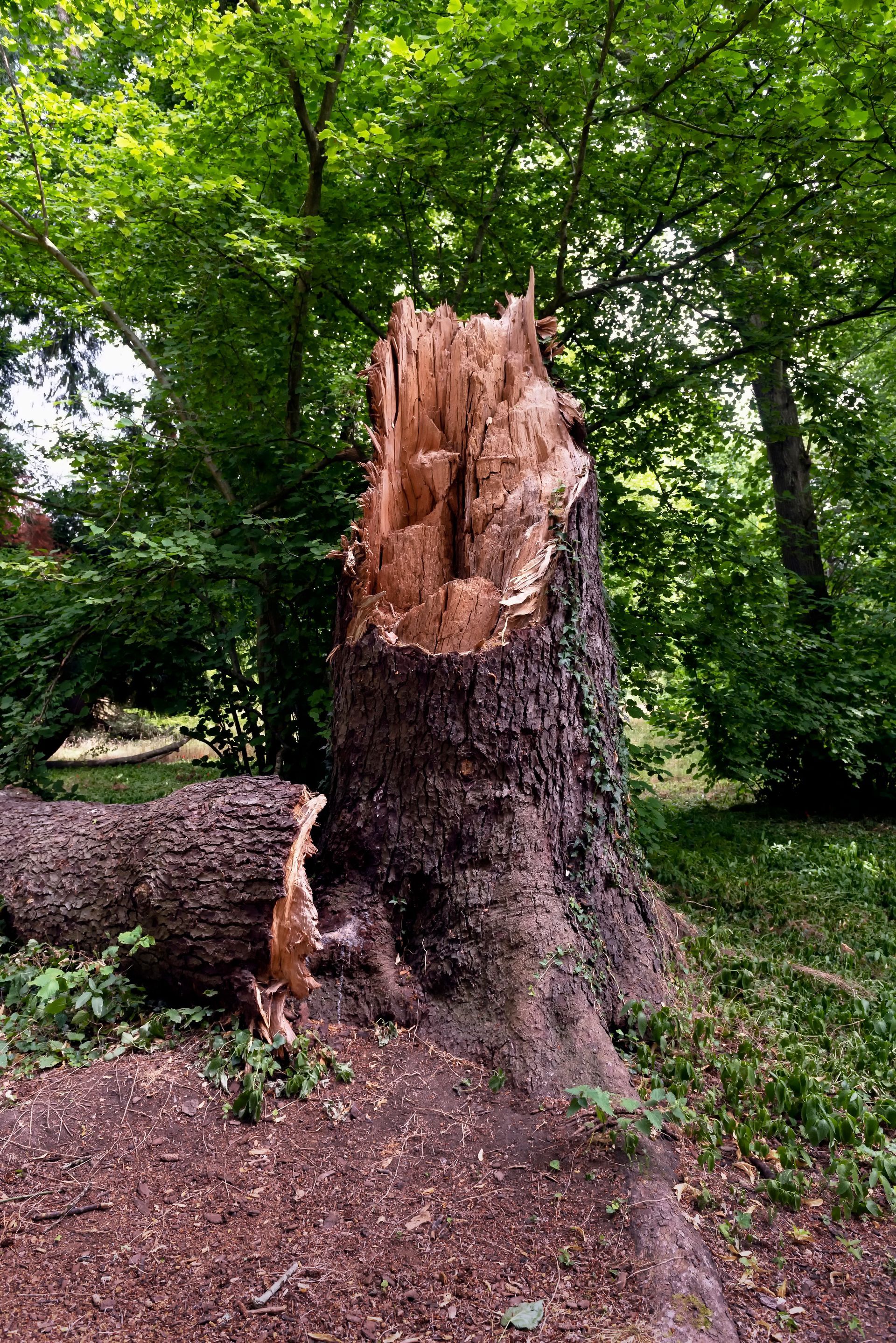 Une souche d'arbre décomposée se dresse au milieu d'un feuillage vert. Un tronc tombé gît à proximité sur un sol brun.