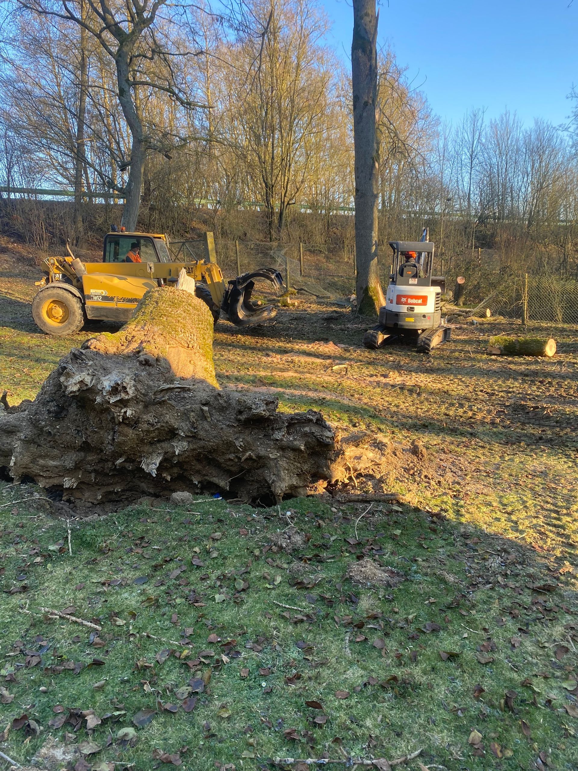 Une souche d'arbre décomposée se dresse au milieu d'un feuillage vert. Un tronc tombé gît à proximité sur un sol brun.