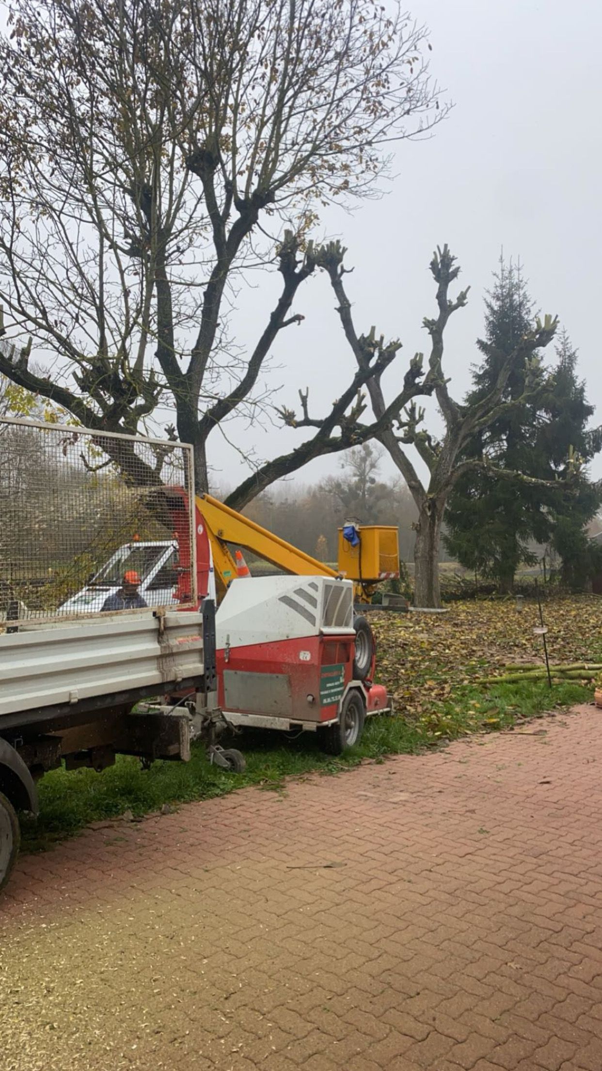 Bonsaï au tronc noueux dans un pot décoré, exposé à l'extérieur dans un jardin.