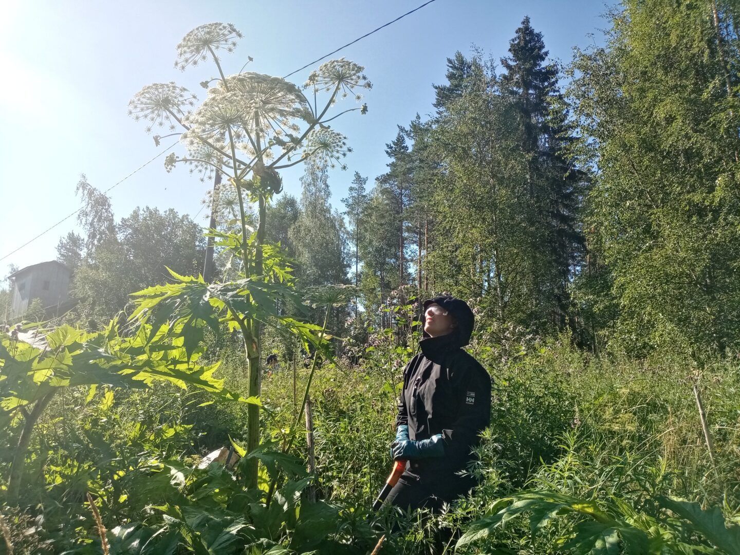 Jättiputken torjuntaa