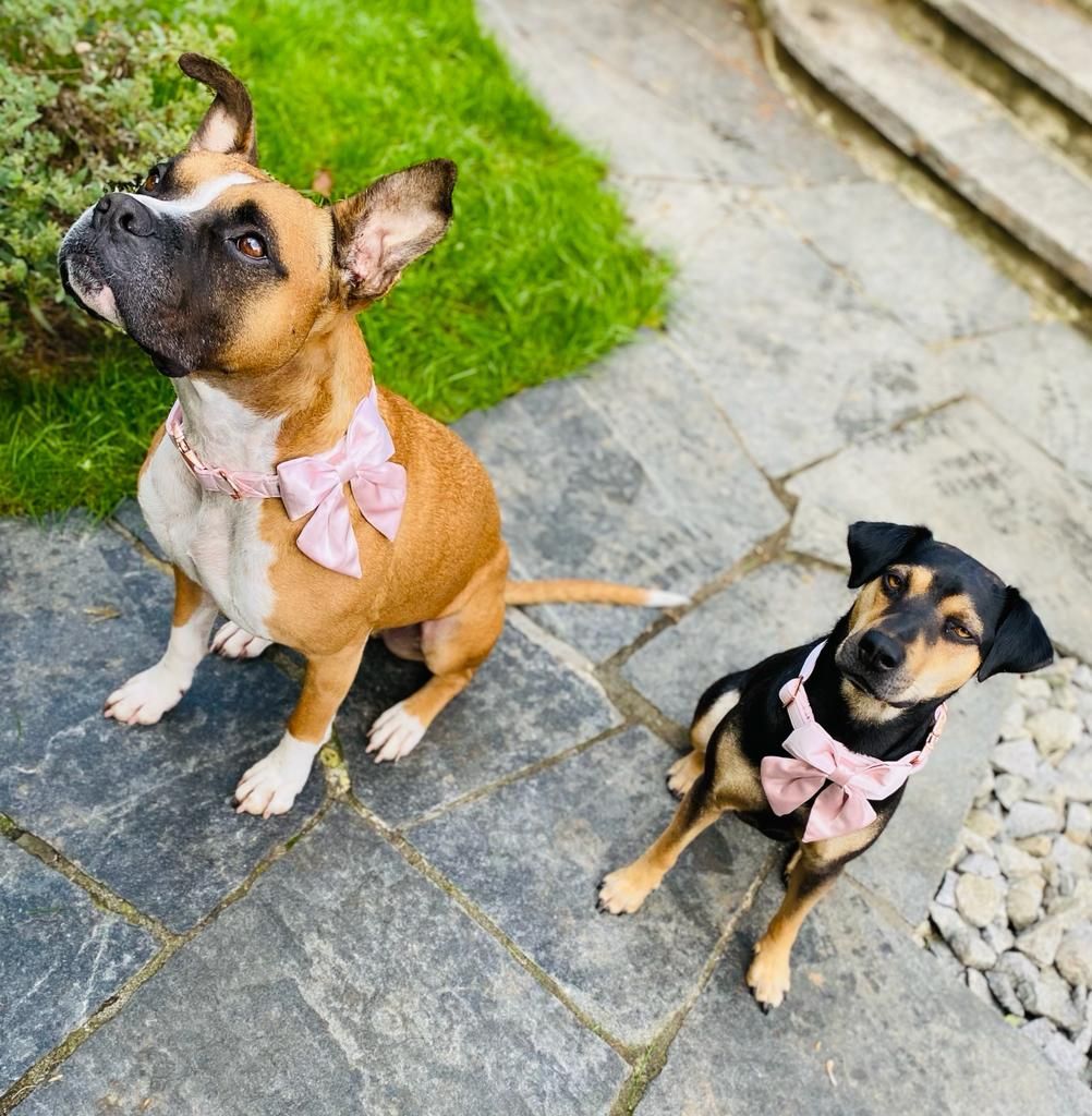 Zwei Hunde mit rosa Fliegen stehen nebeneinander