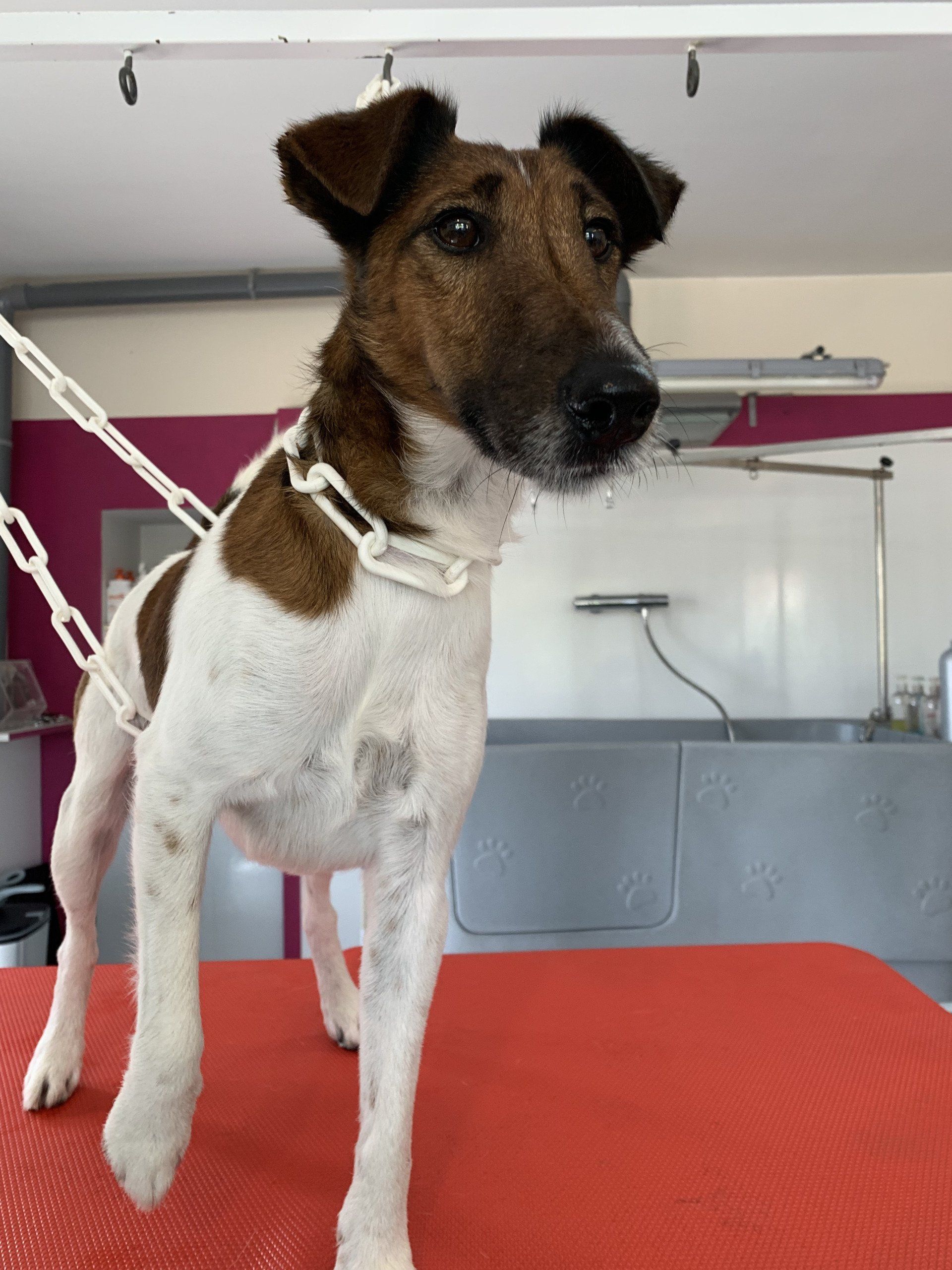 Petit chien de chasse